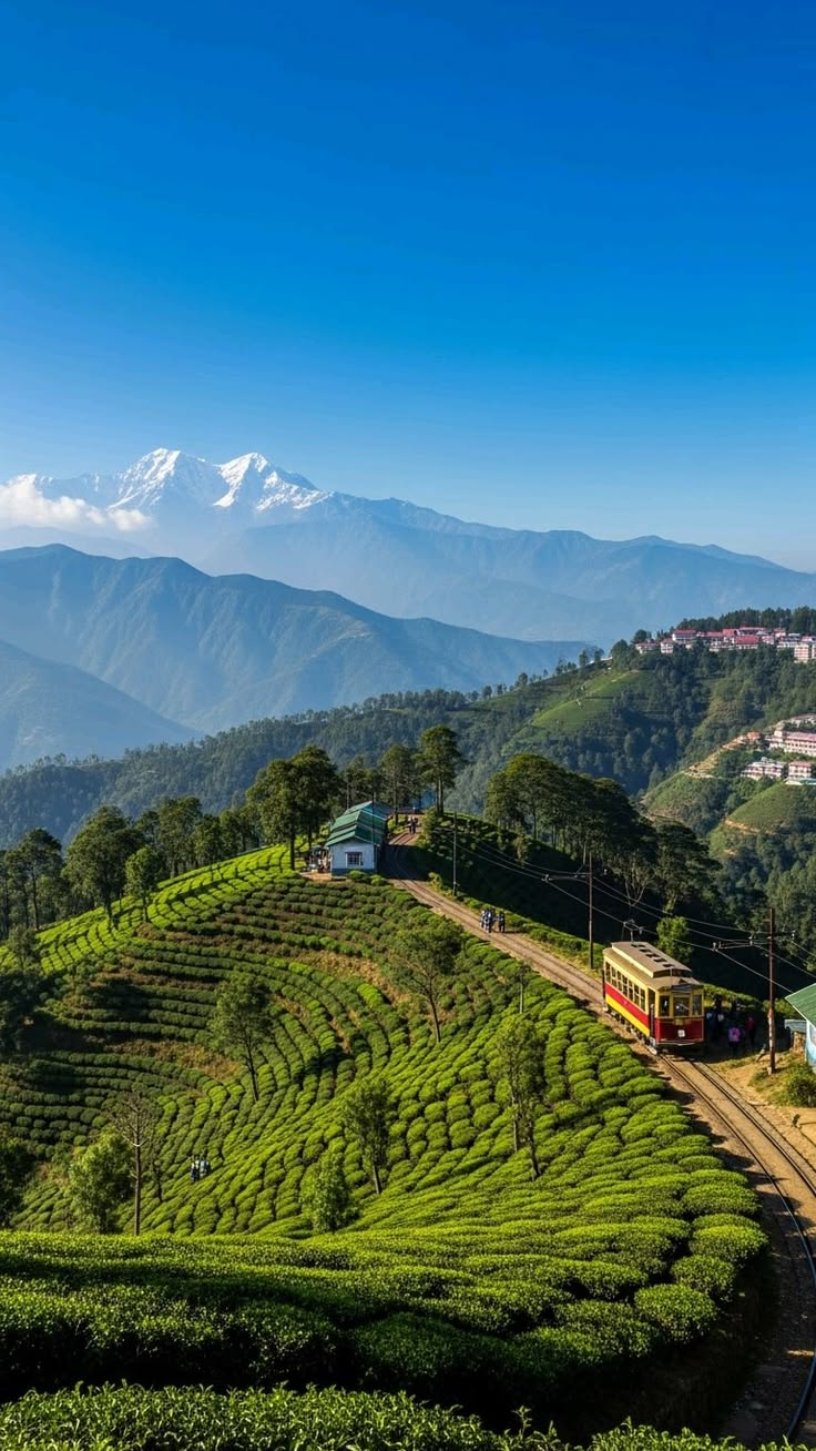 Darjeeling Tea Trails
